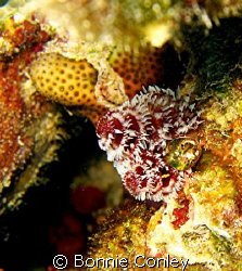 Christmas Tree Worm seen in Grand Cayman August 2008.  Ph... by Bonnie Conley 
